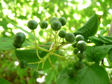 Petits fruits ressemblant à une sphère de 7 mm de diamètre, tout d'abord verte puis noir bleutée. Agrandir dans une nouvelle fenêtre (ou onglet)